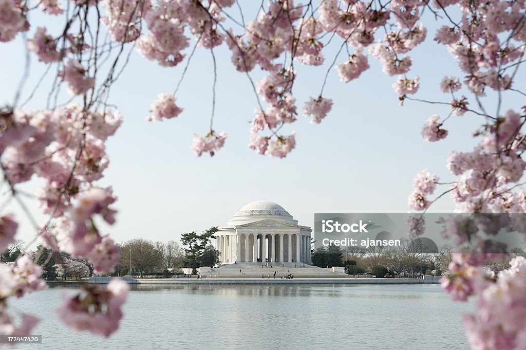 제퍼슨 기념관, 벚꽃 초점 밖으로 - 로열티 프리 Sakura Matsuri 스톡 사진