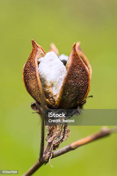 Sementes De Algodão Vagem - Fotografias de stock e mais imagens de Agricultura - Agricultura, Ao Ar Livre, Artigo de Higiene Pessoal