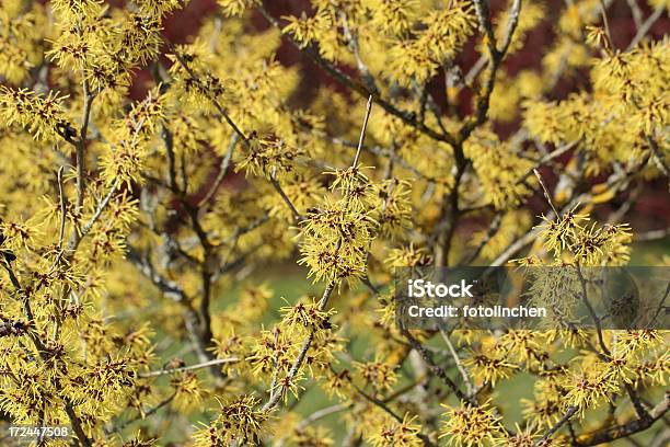 Hamamelis Mollispallida Stockfoto und mehr Bilder von Baumblüte - Baumblüte, Blume, Blume aus gemäßigter Klimazone