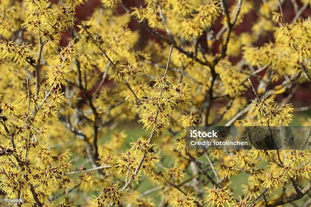 Hamamelis mollis'Pallida' - Foto de stock de Amarelo royalty-free