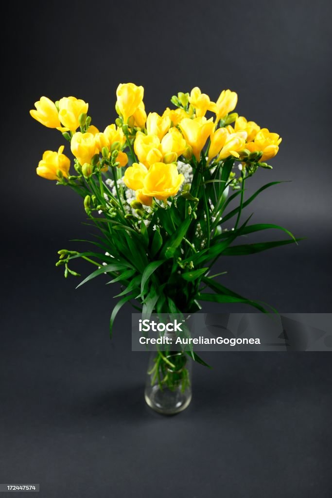 freesia amarilla sobre fondo negro - Foto de stock de Freesia libre de derechos freesia amarilla sobre fondo negro - Foto de stock de Freesia libre de derechos