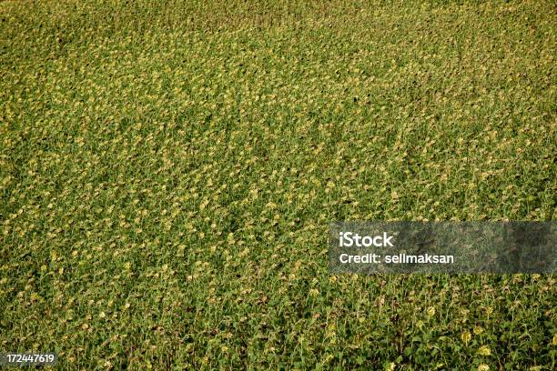 Polu Suszone Sunflowers - zdjęcia stockowe i więcej obrazów Bez ludzi - Bez ludzi, Botanika, Część rośliny