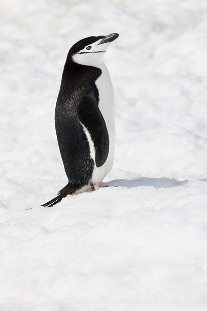 antartide pigoscelide dell'antartide nella neve - animal chinstrap penguin antarctic peninsula ice floe foto e immagini stock