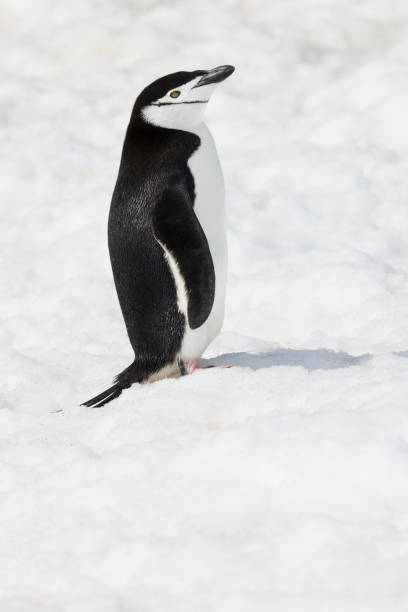 南極ヒゲペンギンの雪 - penguin chinstrap penguin antarctic peninsula ice floe ストックフォトと画像