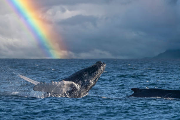 istock humpback whale breaching in pacific ocean rainbow background in cabo san lucas mexico baja california sur 1724477667