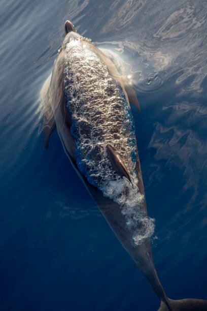 istock striped dolphin jumping outside the sea 1724478224