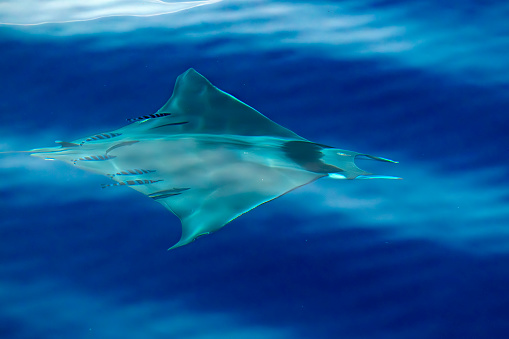 A Mobula ray swimming with a pilot fish, Ligurian Sea, Mediterranean, Italy.