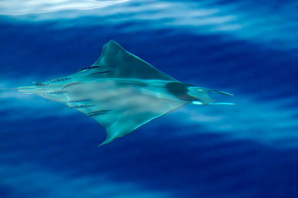Mobula ray swimming with a pilot fish, Ligurian Sea, Mediterranean, Italy. A Mobula ray swimming with a pilot fish, Ligurian Sea, Mediterranean, Italy. pilot fish stock pictures, royalty-free photos & images