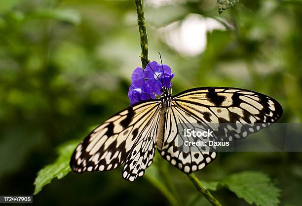 Borboleta Em Uma Flor - Fotografias de stock e mais imagens de Animal selvagem - Animal selvagem, Ao Ar Livre, Beleza natural