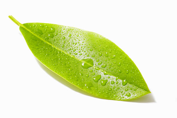 istock Single green leaf with water or rain drops 172447920