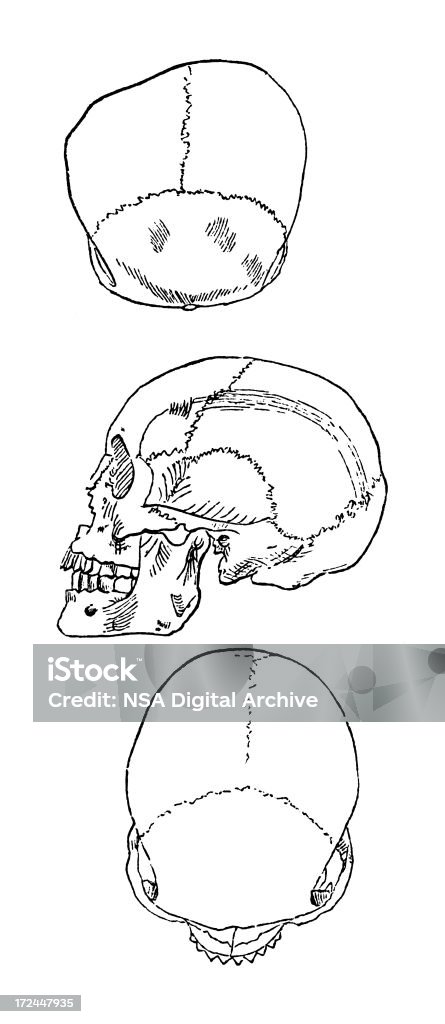 Skulls da Ilha de Samar (antigo madeira Gravação) - Royalty-free Anatomia Ilustração de stock