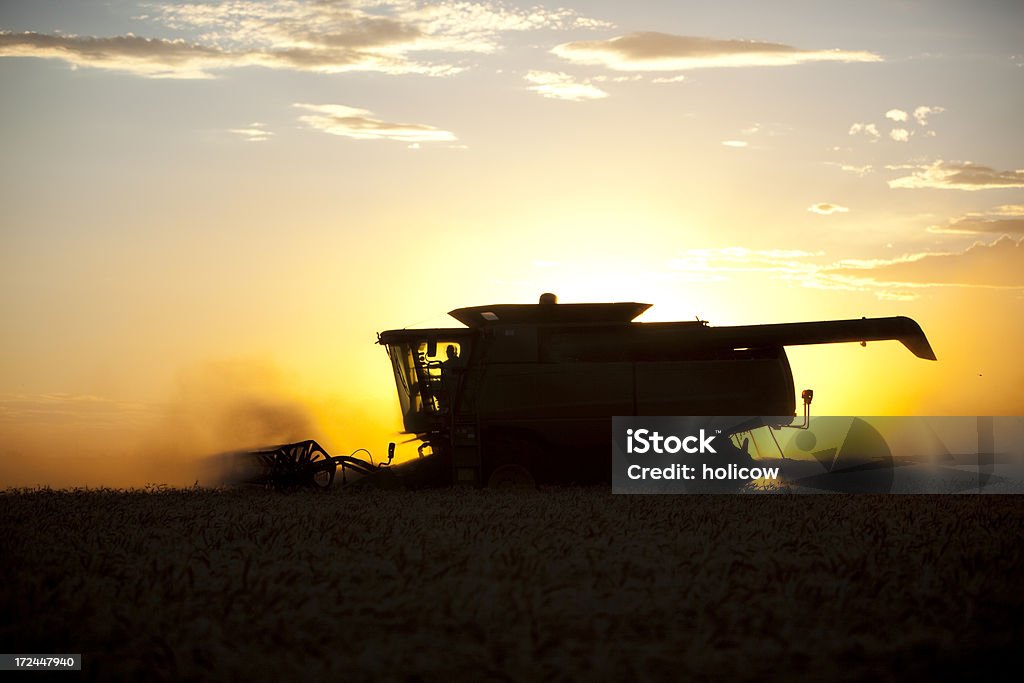 Собирать урожай зерновых на закате - Стоковые фото Machinery роялти-фри