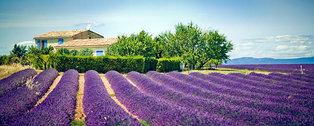 istock Field of lavender 172447955