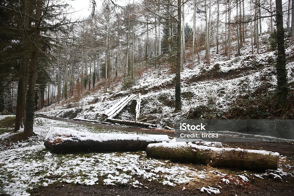 Nackten Bäume auf Englisch winter Hügel - Lizenzfrei Anhöhe Stock-Foto