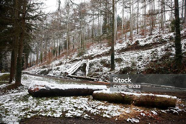 Alberi Nudi In Inglese Inverno Hillside - Fotografie stock e altre immagini di Albero - Albero, Albero spoglio, Ambientazione esterna