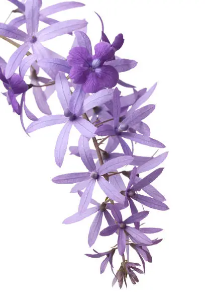 Photo of close-up of purple wreath flowers isolated