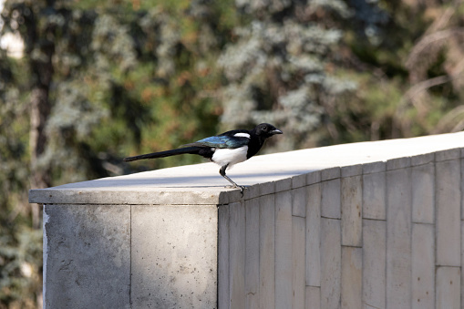 A Magpie Sitting on a Rock