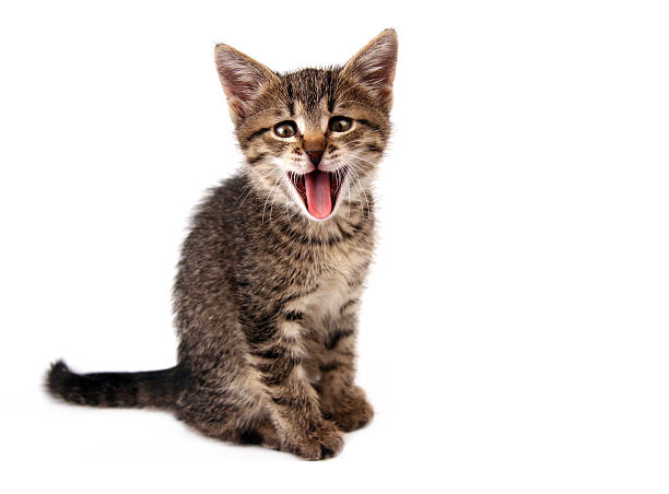 Mew!!!!!!!!! Kitten miaowing stock pictures, royalty-free photos & images