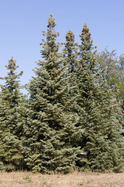 istock The Spruce Tree in the Urban Park 1724485004