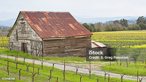 Vinhadaschaminés - Fotografias de stock e mais imagens de Condado de Sonoma - Condado de Sonoma, Mostarda - Erva, Agricultura