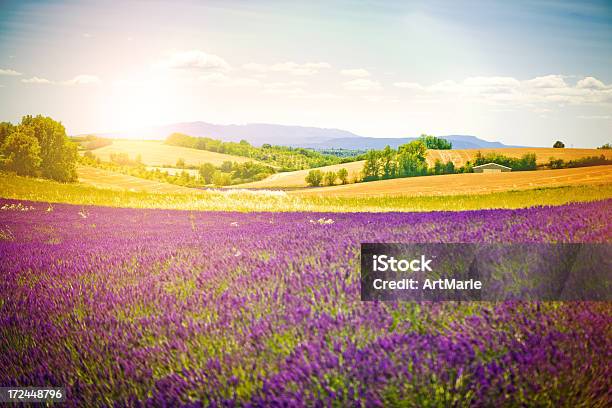 Feld Von Lavendel Stockfoto und mehr Bilder von Agrarbetrieb - Agrarbetrieb, Alpen, Aromatherapie