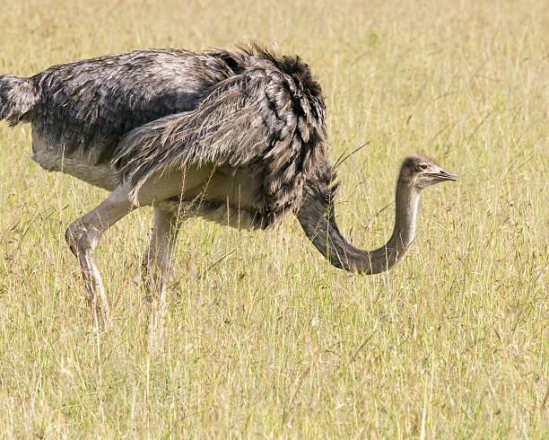 istock Female Wild African Ostrich 172448798