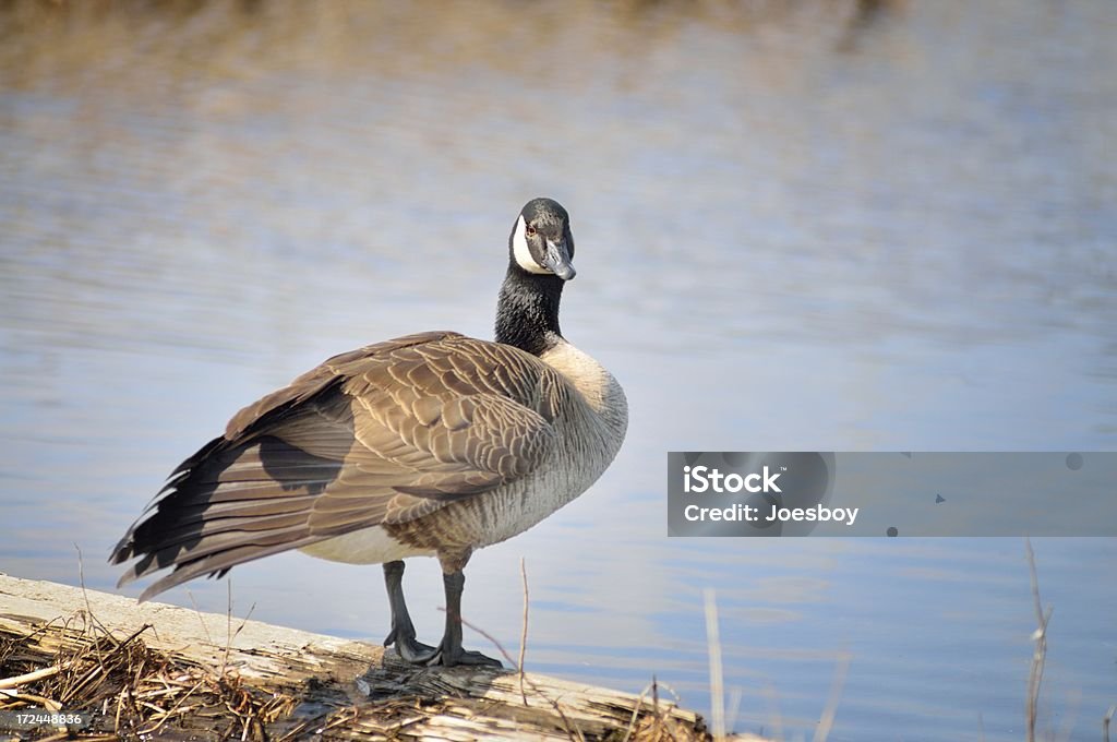 캐나다기러기, Branta canadensis, 입석 대한 로그 - 로열티 프리 0명 스톡 사진