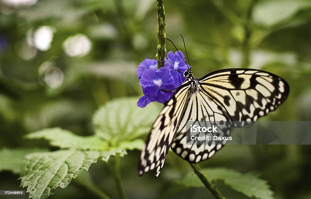 Papillon sur une fleur - Photo de Animaux à l'état sauvage libre de droits