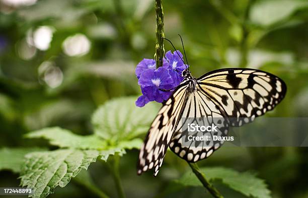 Photo libre de droit de Papillon Sur Une Fleur banque d'images et plus d'images libres de droit de Animaux à l'état sauvage - Animaux à l'état sauvage, Beauté de la nature, De petite taille