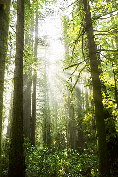 istock Morning in Sequoia National Park 172448933