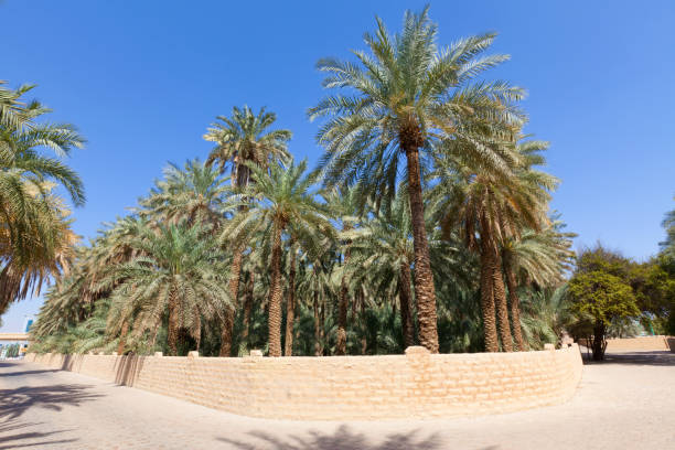 istock Palm trees at the Al Ain Oasis 172448942