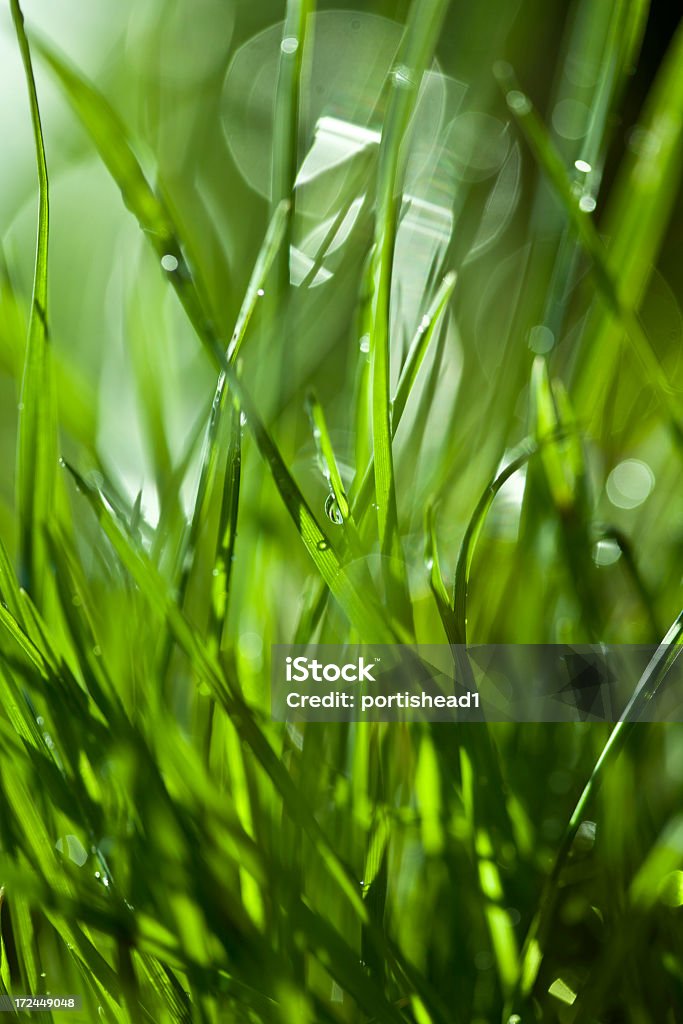 Gras - Lizenzfrei Agrarbetrieb Stock-Foto
