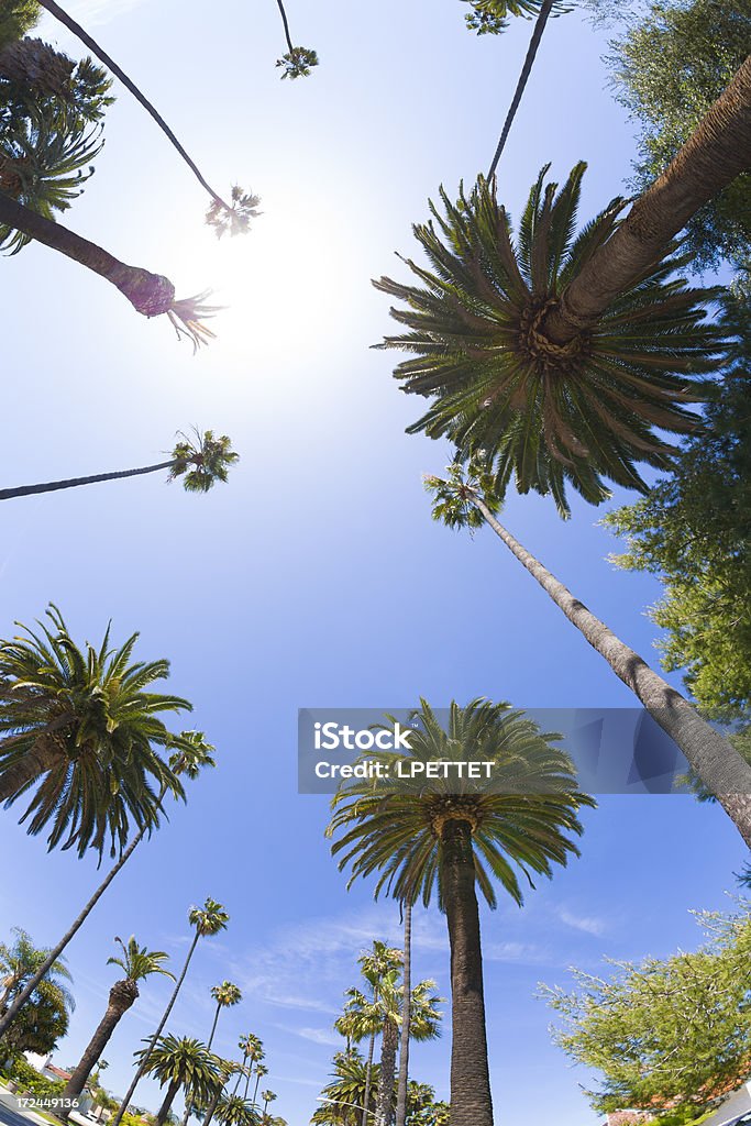 Árboles de palma de Beverly Hills - Foto de stock de Beverly Hills libre de derechos