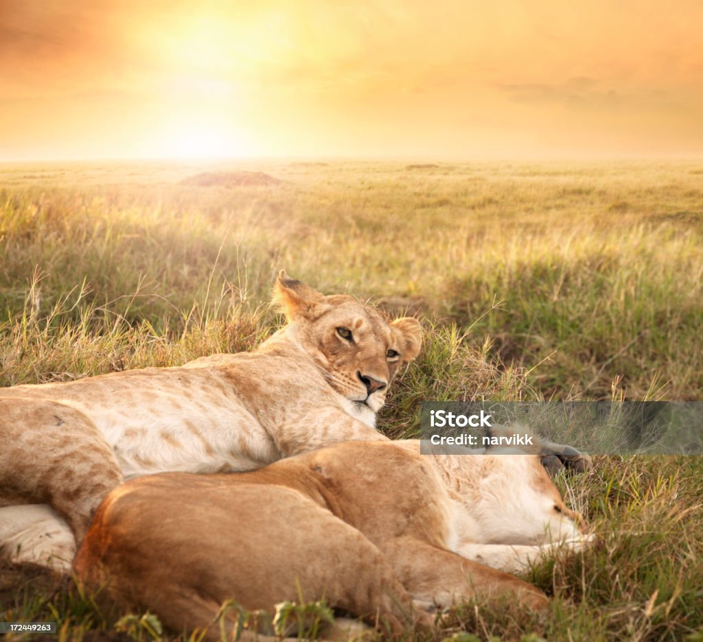 Femmina leoni in luce alba - Foto stock royalty-free di Africa