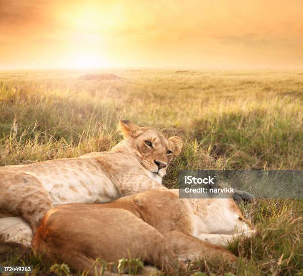 Femmina Leoni In Luce Alba - Fotografie stock e altre immagini di Africa - Africa, Alba - Crepuscolo, Ambientazione esterna