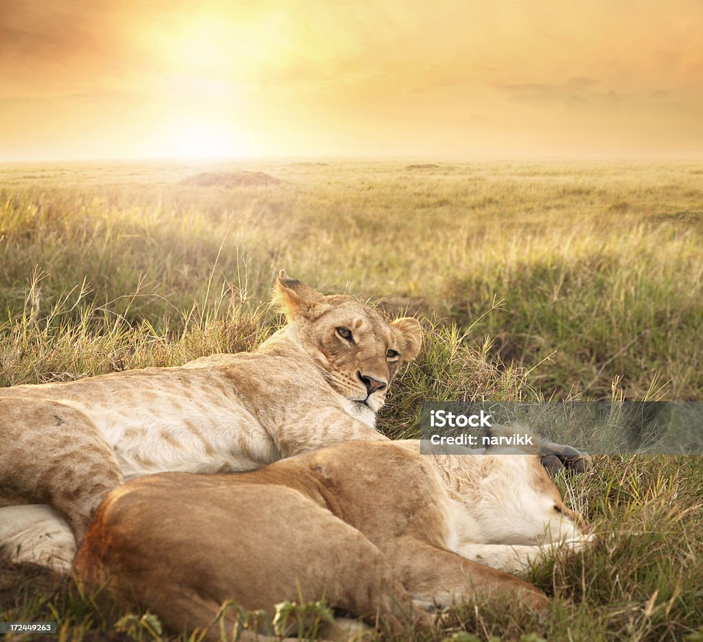 Fêmea de Leões em sunrise luz - Royalty-free Amanhecer Foto de stock