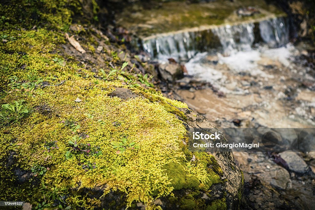 Moss perto de um riacho, Coutryside Toscana - Foto de stock de Cena Não-urbana royalty-free