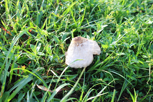 Mushrooms growing in the grass close up
