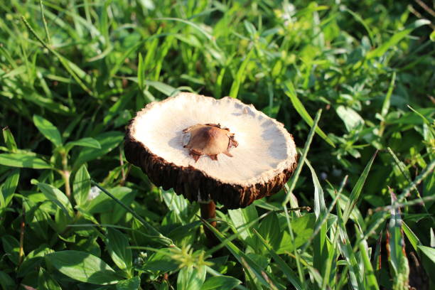 Mushrooms growing in the grass close up