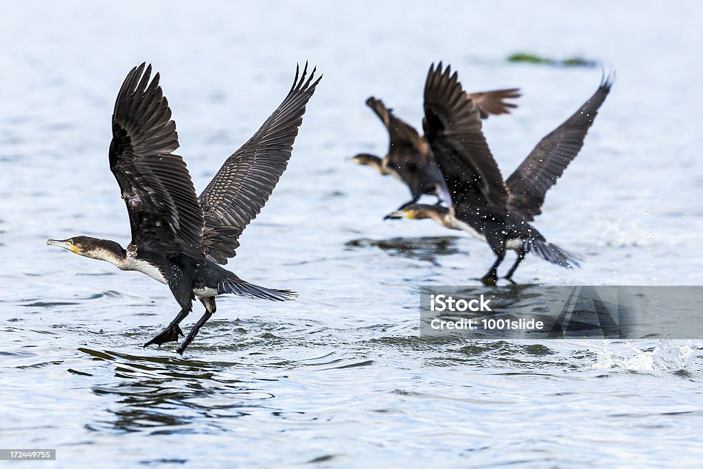 굉장해요 Cormorants 플라잉-날아오름 - 로열티 프리 0명 스톡 사진