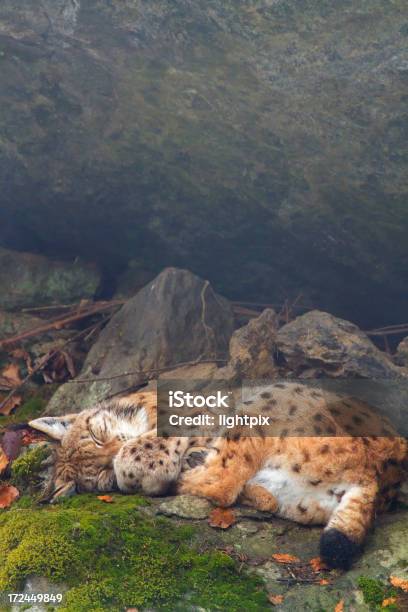 Photo libre de droit de Lynx banque d'images et plus d'images libres de droit de Lynx - Lynx, Animaux à l'état sauvage, Brouillard