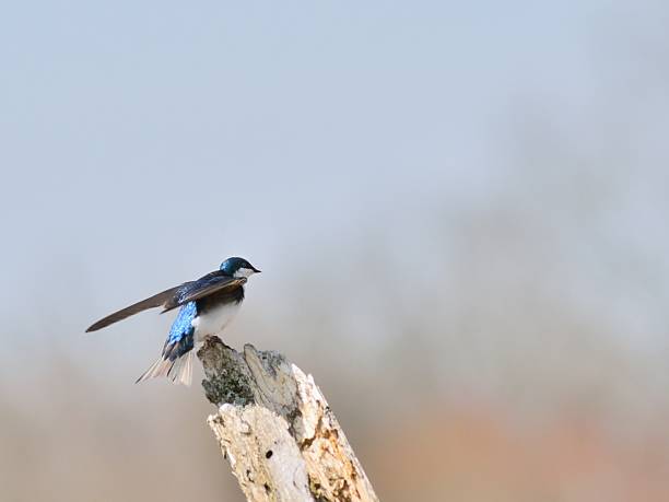 istock Tree Swallow, Tachycineta bicolor, Landing 172449958