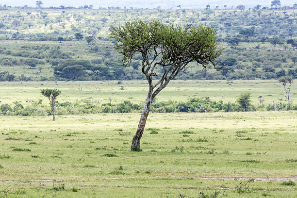 istock African Acacia Tree at Savannah 172449974
