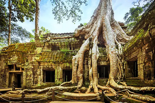 "Large tree growing over the top of a temple in Angkor, Cambodia"