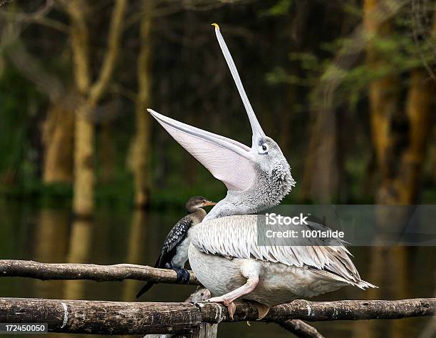 Foto de Pelicanos Comer De Boca Aberta e mais fotos de stock de Aberto - Aberto, Andar, Animal