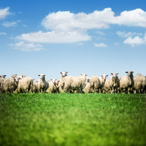 istock Flock of Sheep Grazing on a Field 172450224