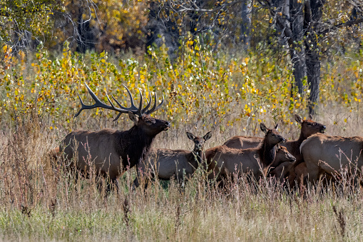 Montana Bull Elk herding cow elk at Charles M. Russell wildlife refuge in northwestern USA of North America. Nearest cities are Marfa, Billings, Bozeman, Great Falls, Helena and Roundup Montana.