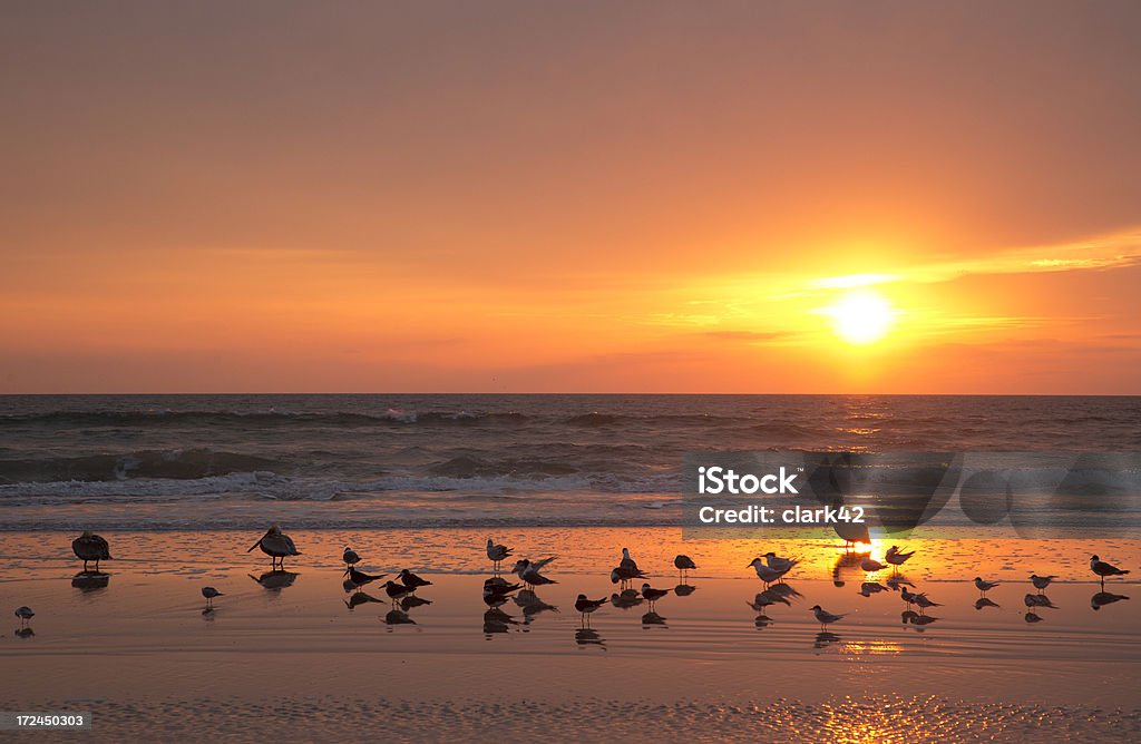 Florida sunrise "Sunrise at St. Augustine Beach, Florida, with pelicans and other seabirds in foreground" Florida - US State Stock Photo