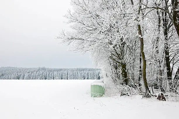Landscape in winter with snow.