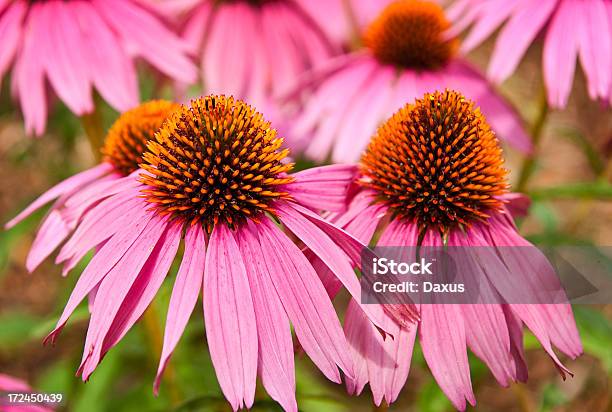 Wild Echinacea - Fotografie stock e altre immagini di Ambientazione esterna - Ambientazione esterna, Composizione orizzontale, Echinacea - Erba aromatica